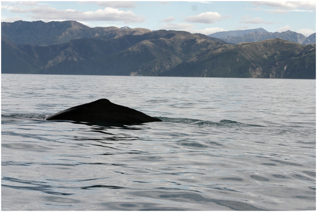 14 - Kaikoura (27).jpg